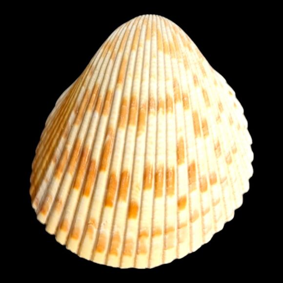 Lot 9 Atlantic Giant Cockle Shells Dinocardium Vobustum Nautical Seashells Beach - Picture 2 of 16